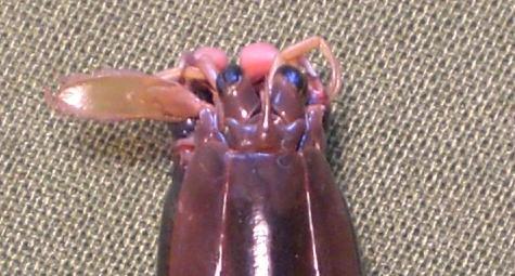 gonodactylus smithii T.F.C. rostrum.JPG